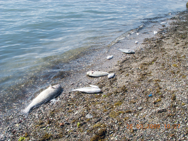 Νεκρά ψάρια στο Ιόνιο