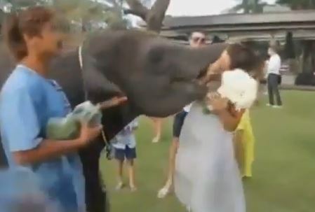 ΒΙΝΤΕΟ-Ο ελέφαντας «έφαγε» τη νύφη