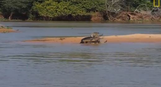 ΒΙΝΤΕΟ-Τζάγκουαρ επιτίθεται σε κροκόδειλο