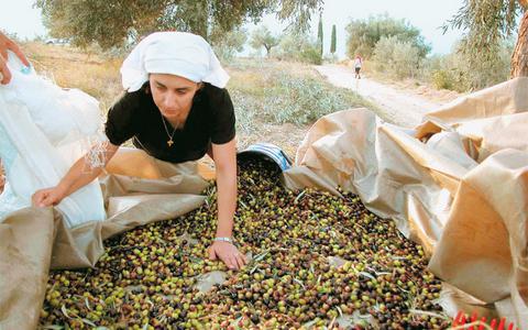 Πτώση στην παραγωγή λαδιού