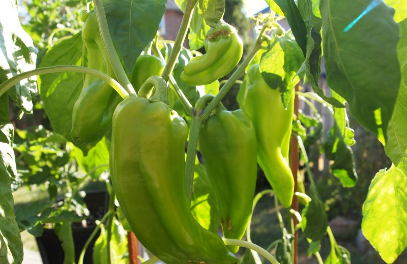 Μία υπερφυσική πιπεριά