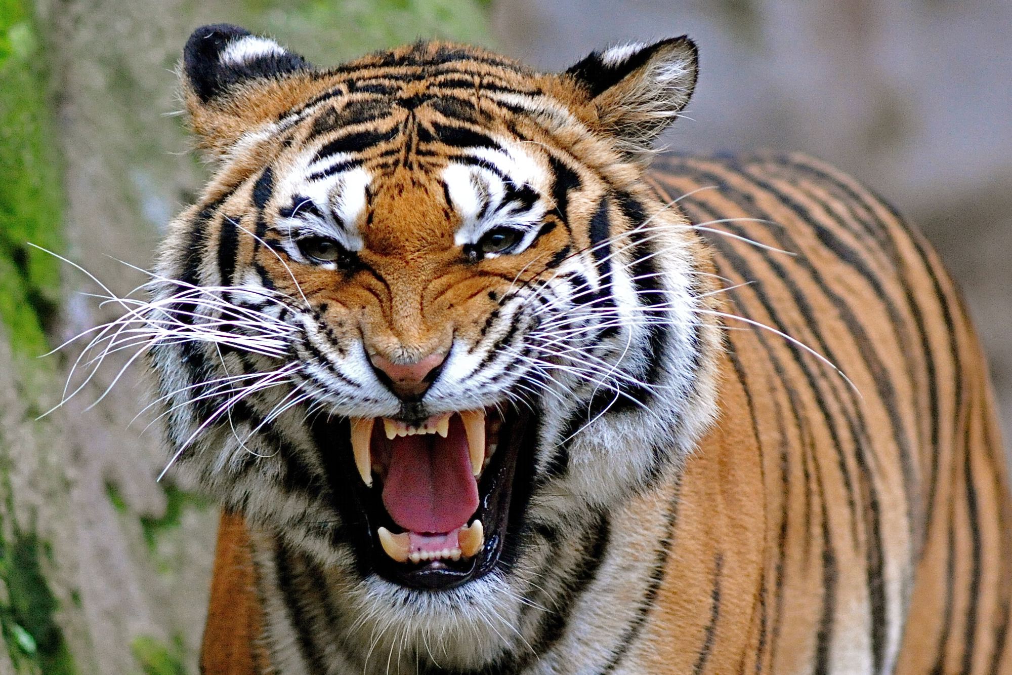 Επίθεση τίγρης σε ζωολογικό πάρκο