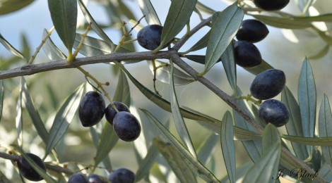 Τέσσερις ελιές τη μέρα τον καρκίνο κάνουν πέρα