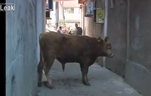 ΒΙΝΤΕΟ-Ταύρος επιτίθεται σε τροχονόμο!