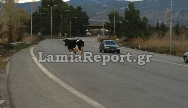 Φθιώτιδα: Αγελάδες στην εθνική