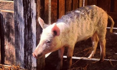 Έκλεψαν γουρούνι και πρόβατο