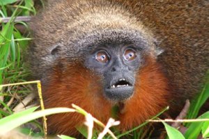 Ο πίθηκος που γουργουρίζει σαν γάτα