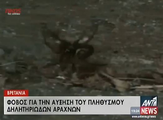 ΒΙΝΤΕΟ-SOS στη Βρετανία για δηλητηριώδεις αράχνες