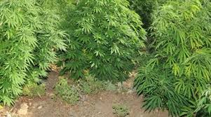 Χασισόδεντρα 5 μέτρων!