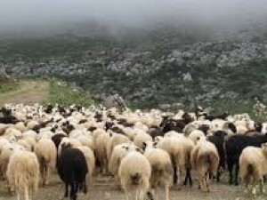 Έβρος: Θανατώθηκαν 2.792 πρόβατα