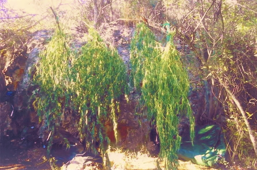 Φυτεία με χασίς στο Άργος