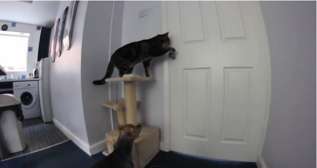 ΒΙΝΤΕΟ-Συνεργάτες στην απόδραση