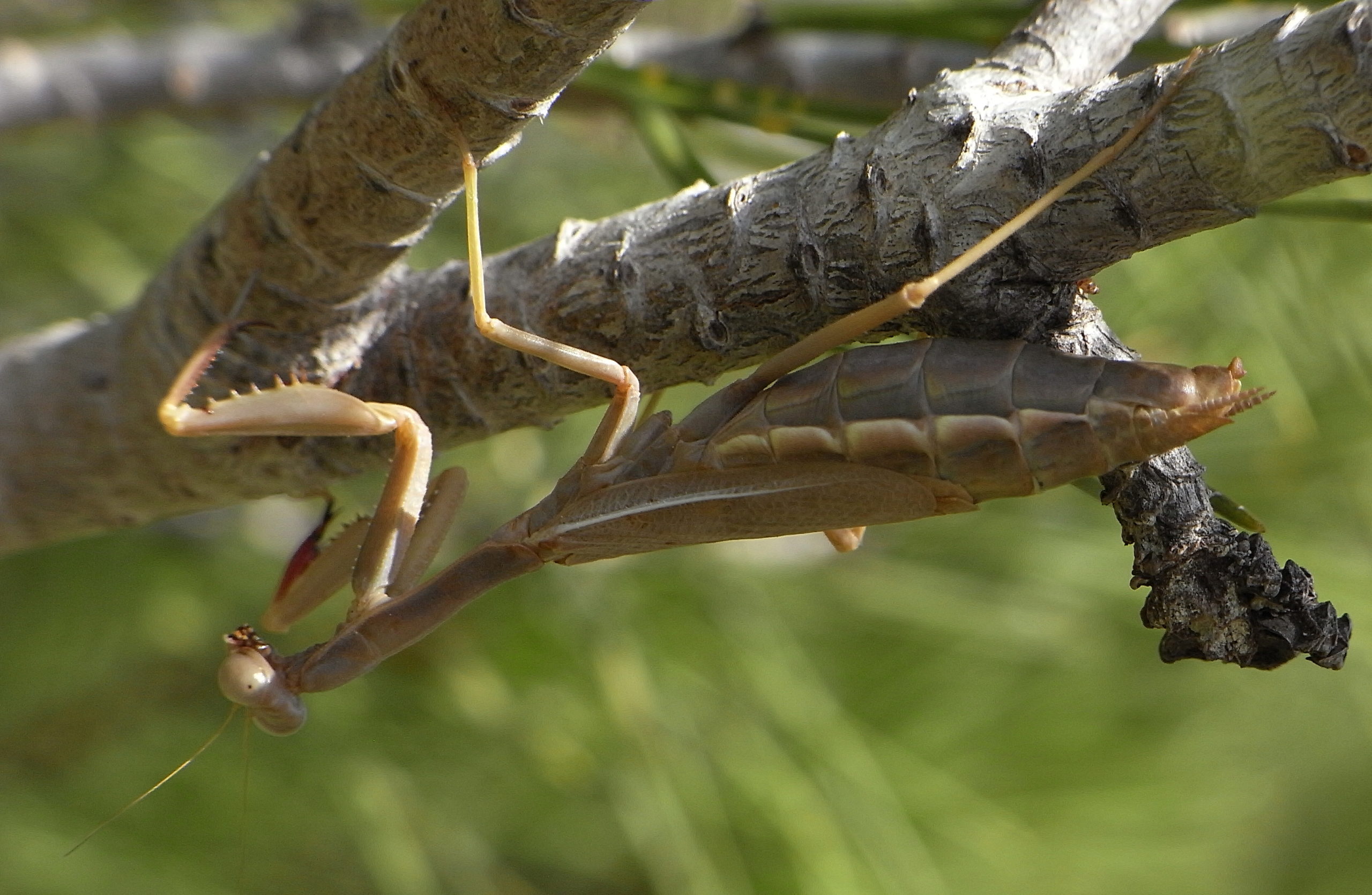 Όταν το ζευγάρωμα… είναι μοιραίο