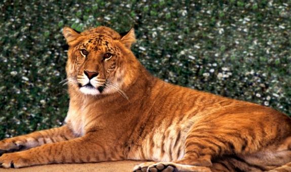 Η βίλα «έκρυβε» ζωολογικό κήπο