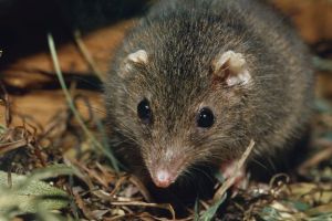 Αρσενικά που ζευγαρώνουν μέχρι θανάτου