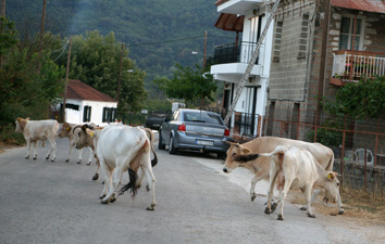 Τροχαίο ατύχημα με θύμα αγελάδα