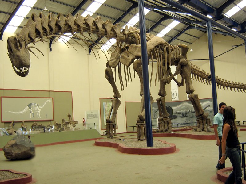ΒΙΝΤΕΟ-Το βάδισμα του Αργεντινόσαυρου