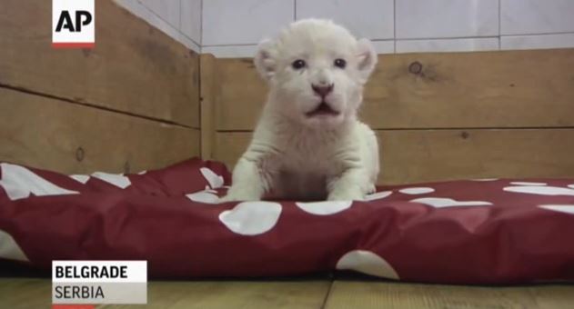 ΒΙΝΤΕΟ-Σπάνιο λευκό λιοντάρακι