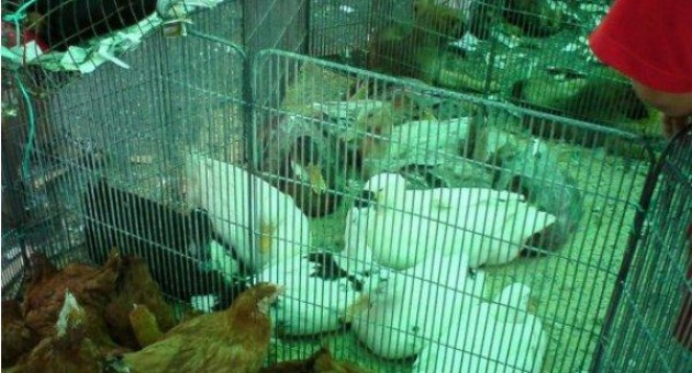 Προσαγωγές στο παζάρι του Σχιστού