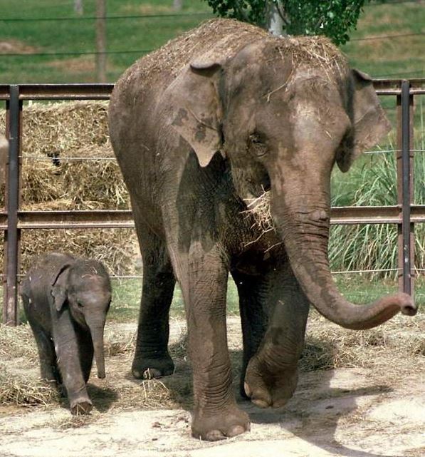 Ελέφαντας σκότωσε φύλακα