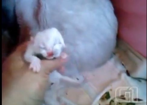 ΒΙΝΤΕΟ-Γατάκι Ιανός στη Βραζιλία