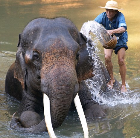 Οι ελέφαντες μας «καταλαβαίνουν»