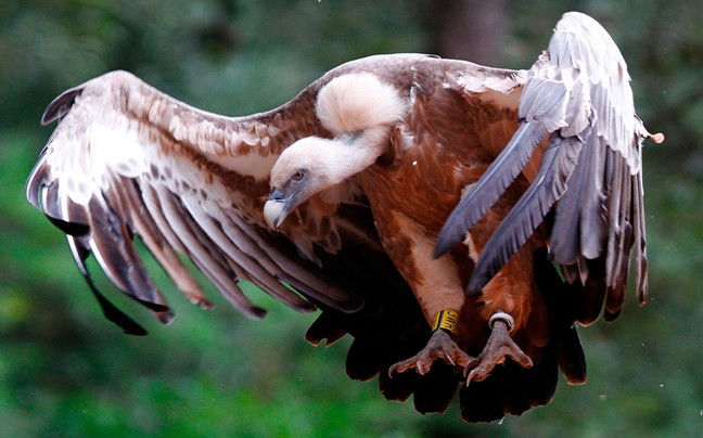 Ο κρεοπώλης ήταν… δολοφόνος