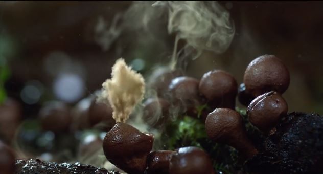 ΒΙΝΤΕΟ-Το μεγαλείο της φύσης