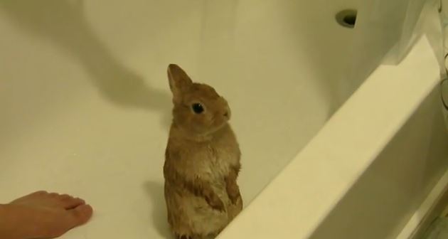 BINTEO-Το ντους του… κουνελιού
