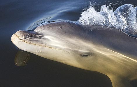 Ανακάλυψαν νέο είδος δελφινιού