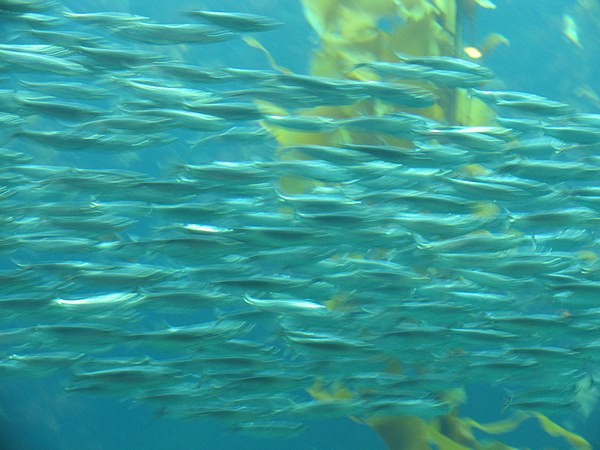 «Άρρωστοι» οι ωκεανοί έως το 2100