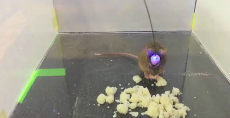 ΒΙΝΤΕΟ-Κόβουν την πείνα με λέιζερ