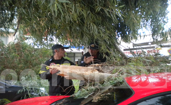 Δέντρα καταπλάκωσαν αυτοκίνητα