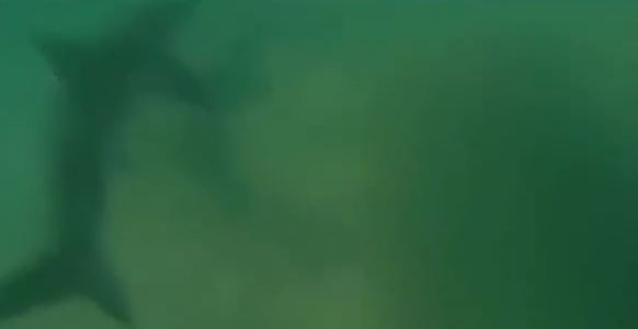 ΒΙΝΤΕΟ-Δελφίνι σώζει σέρφερ από καρχαρία