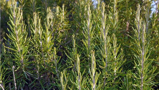 Παράνομο εμπόριο ελληνικών φυτών στο διαδίκτυο