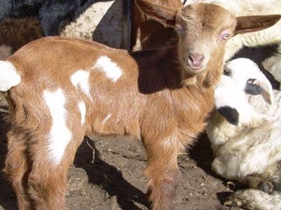 Αποζημιώσεις σε κτηνοτρόφους