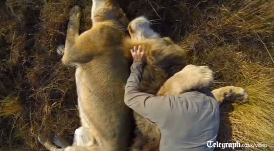 BINTEO-Ο γητευτής των λεόντων