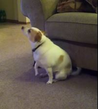 ΒΙΝΤΕΟ-Σκύλος χορεύει Eminem