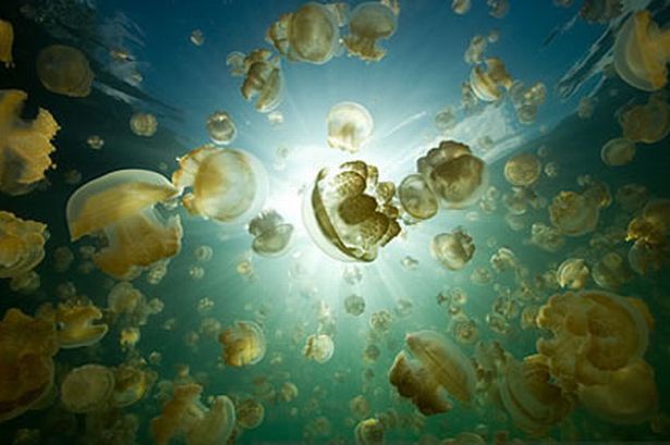 Μέδουσες έκλεισαν πυρηνικό αντιδραστήρα