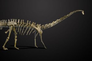 Πωλείται… δεινόσαυρος