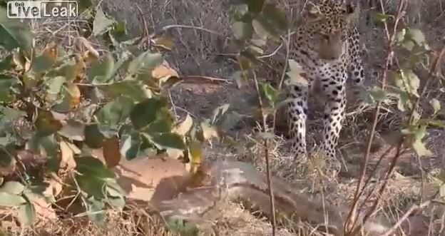ΒΙΝΤΕΟ-Λεοπάρδαλη σκοτώνει πύθωνα