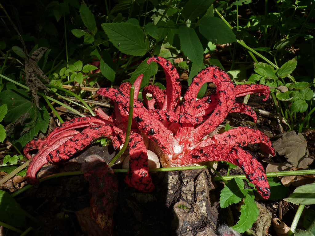 ΦΩΤΟ-Το μανιτάρι που μοιάζει με χταπόδι