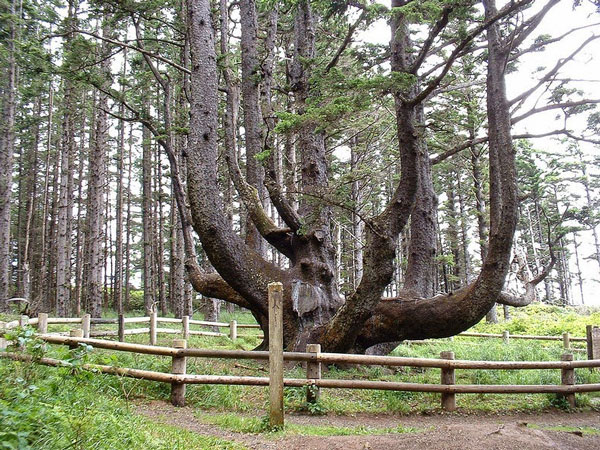 ΦΩΤΟ-Το δέντρο… χταπόδι