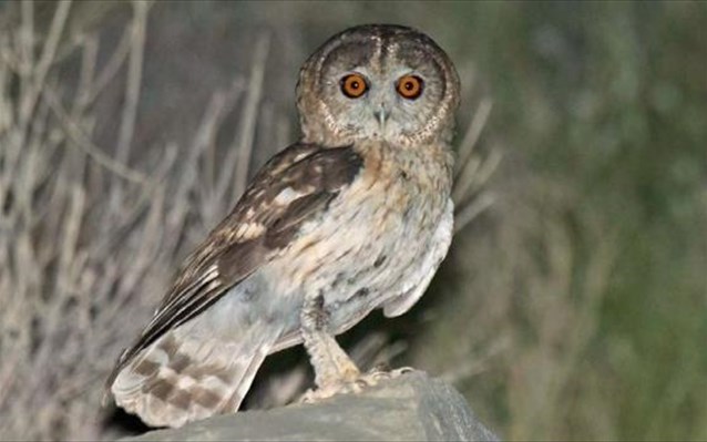 Ανακαλύφθηκε νέο είδος κουκουβάγιας