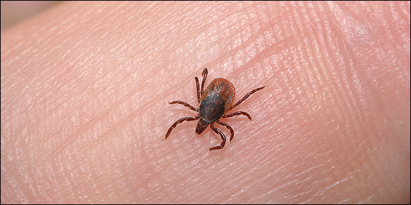 Aνακάλυψε νέο είδος… στη μύτη του