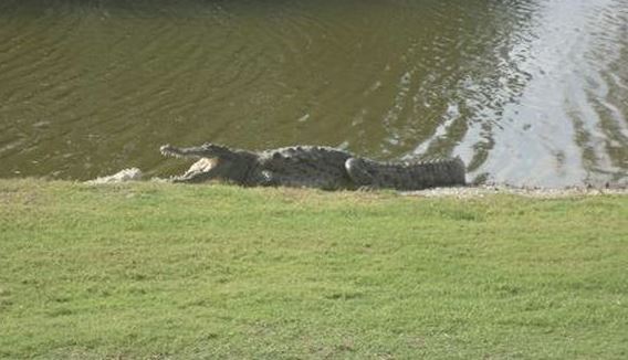 Έπαιζε γκολφ και τον δάγκωσε κροκόδειλος
