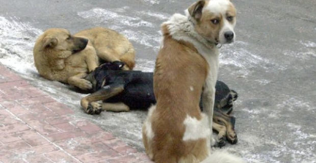 Έκαψαν σκύλο στη Χίο