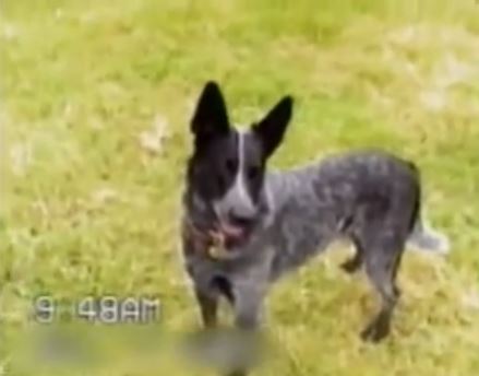 ΒΙΝΤΕΟ-Σκύλος με απίστευτο IQ