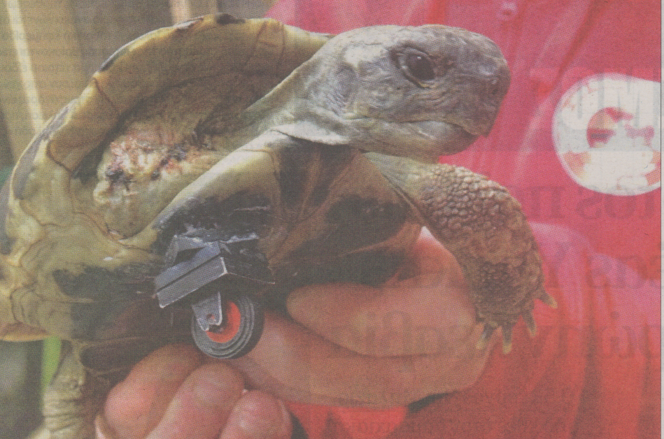 Χελώνα με τεχνητό πόδι… lego