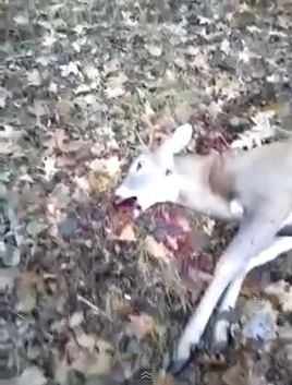 ΒΙΝΤΕΟ-Ελάφι με ικανότητες…ηθοποιού